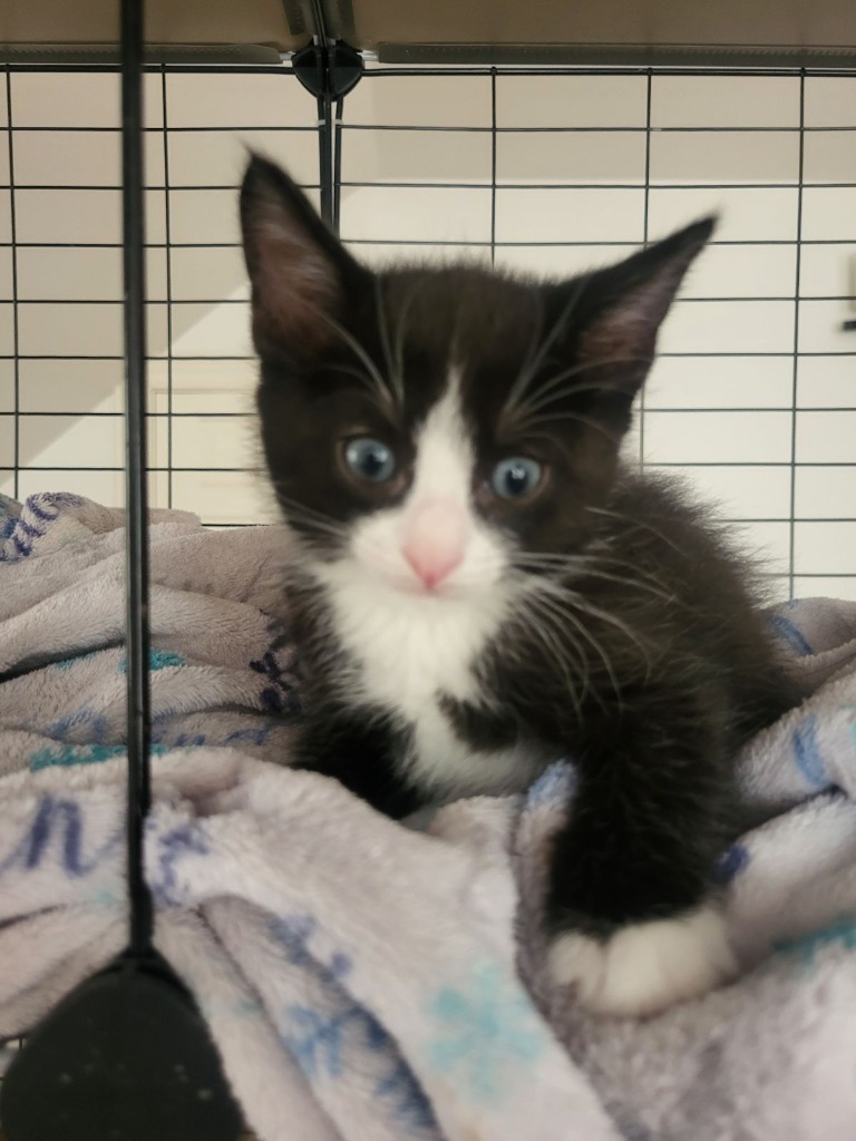 Socks, an adoptable Domestic Short Hair in Midland, TX, 79707 | Photo Image 2