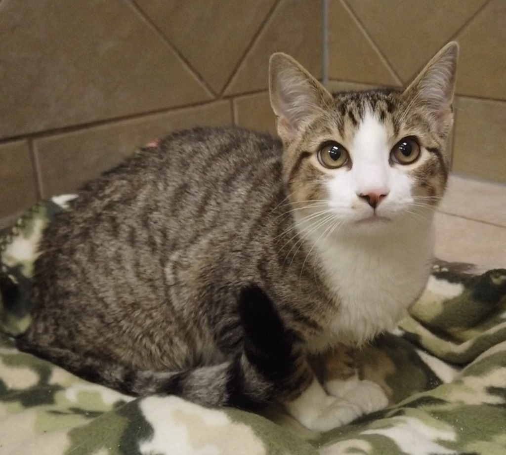 Snow, an adoptable Domestic Short Hair in Midland, TX, 79707 | Photo Image 1