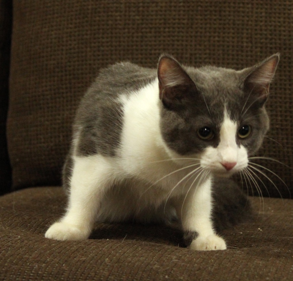 Sassy, an adoptable Domestic Short Hair in Midland, TX, 79707 | Photo Image 1