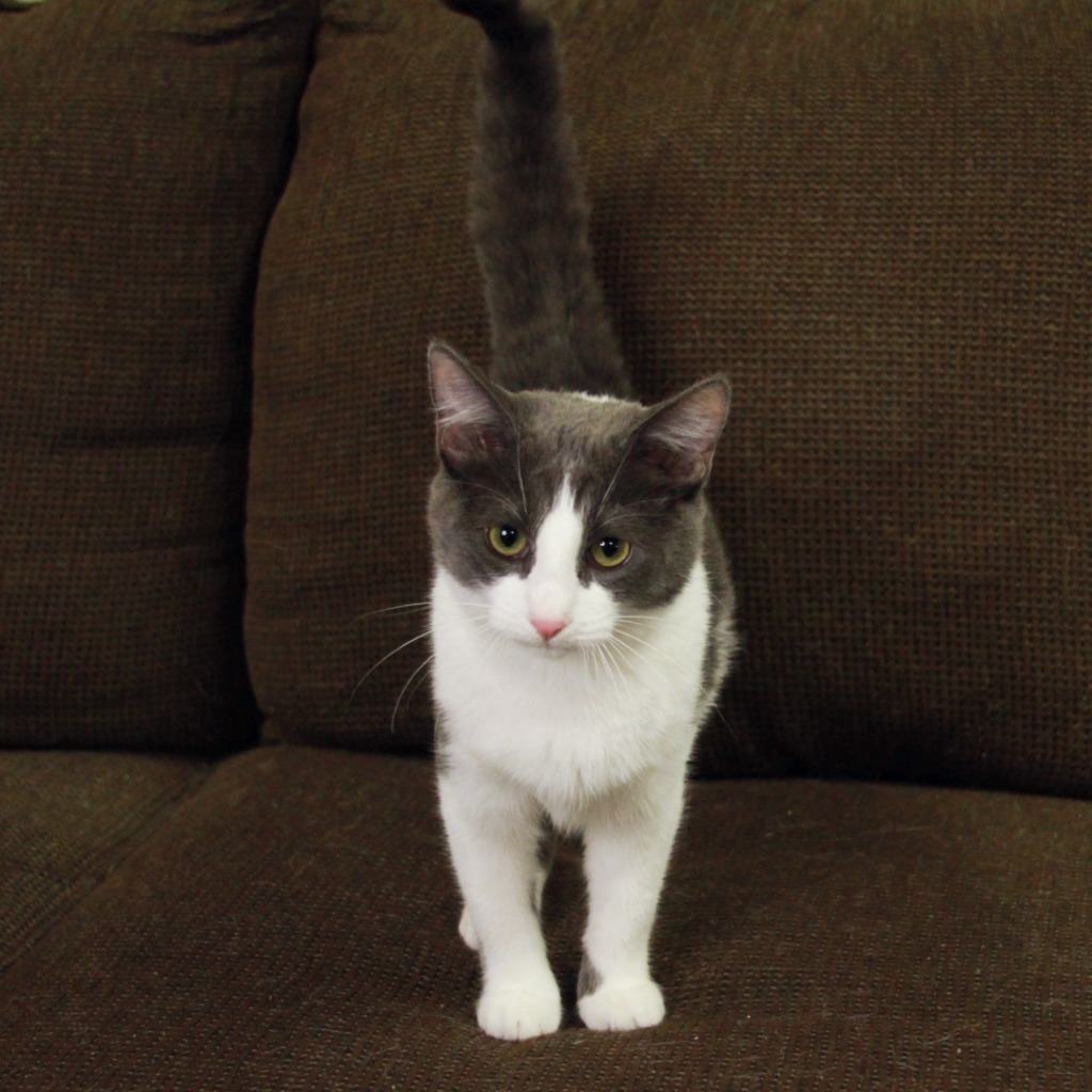 Sassy, an adoptable Domestic Short Hair in Midland, TX, 79707 | Photo Image 1