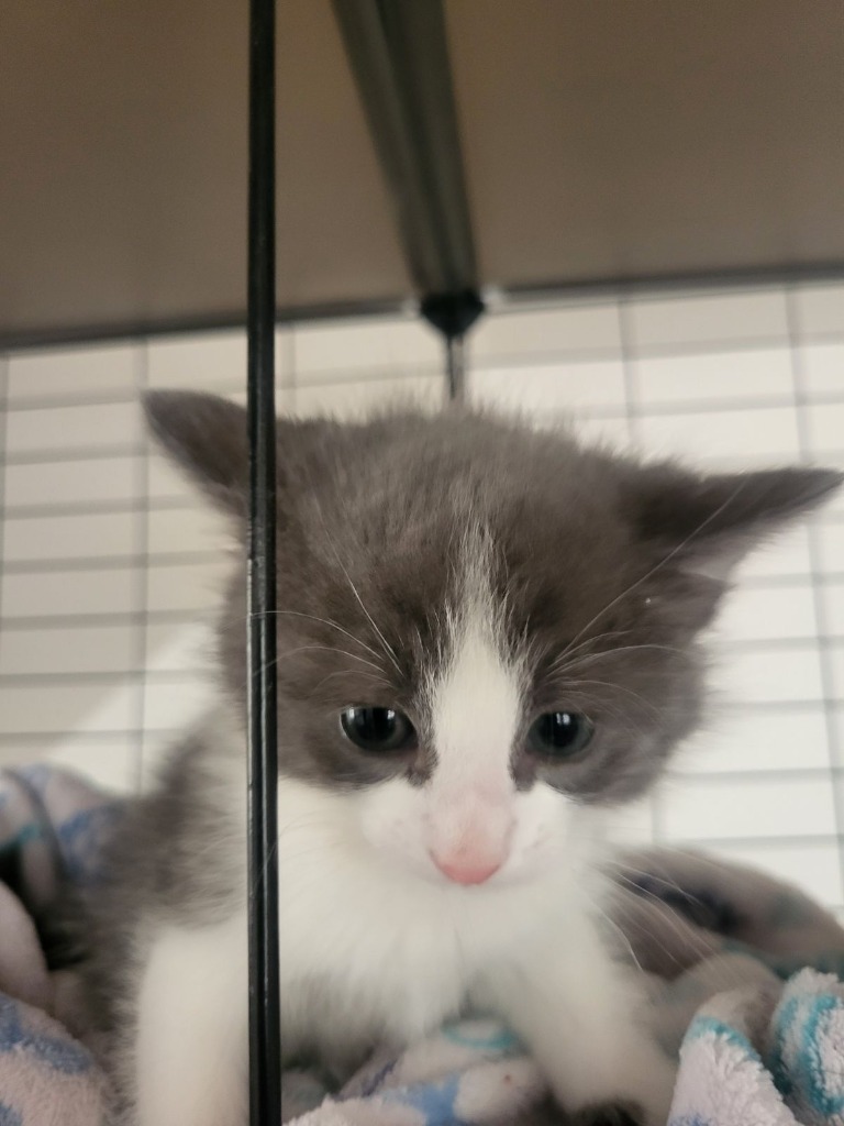 Sassy, an adoptable Domestic Short Hair in Midland, TX, 79707 | Photo Image 2