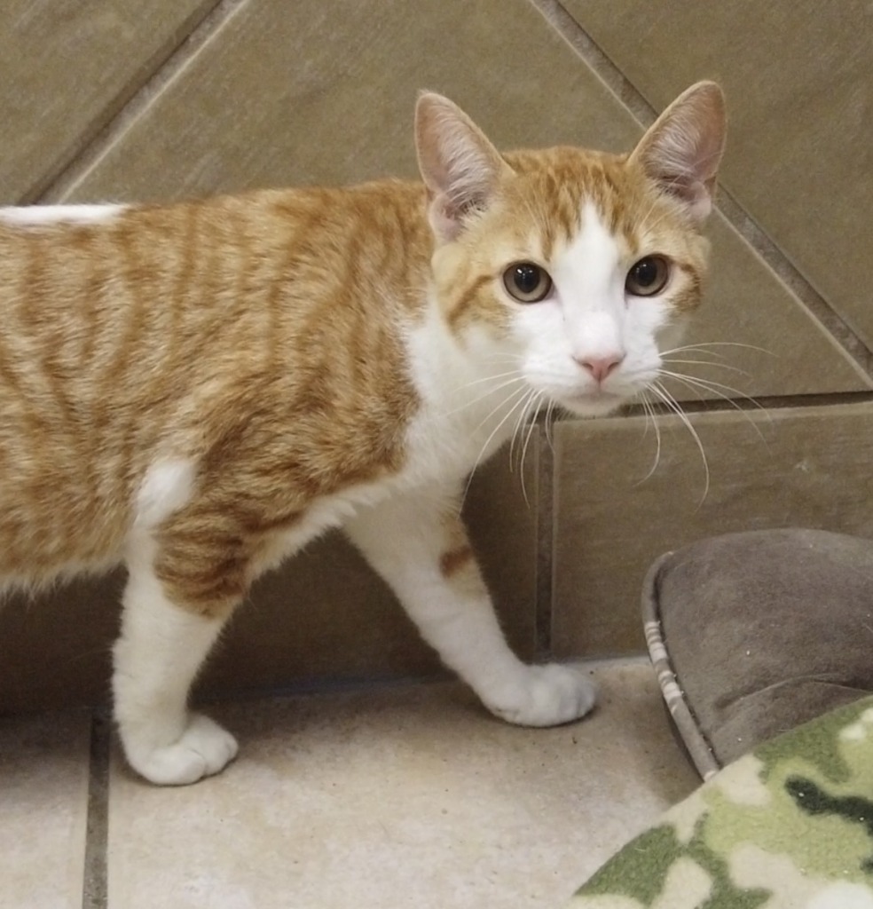 Gale, an adoptable Domestic Short Hair in Midland, TX, 79707 | Photo Image 1