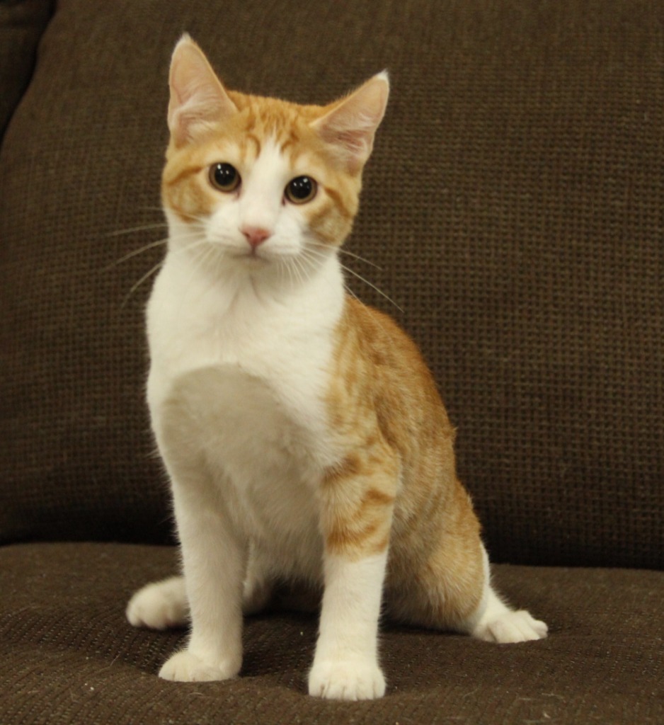 Dreamsicle, an adoptable Domestic Short Hair in Midland, TX, 79707 | Photo Image 1