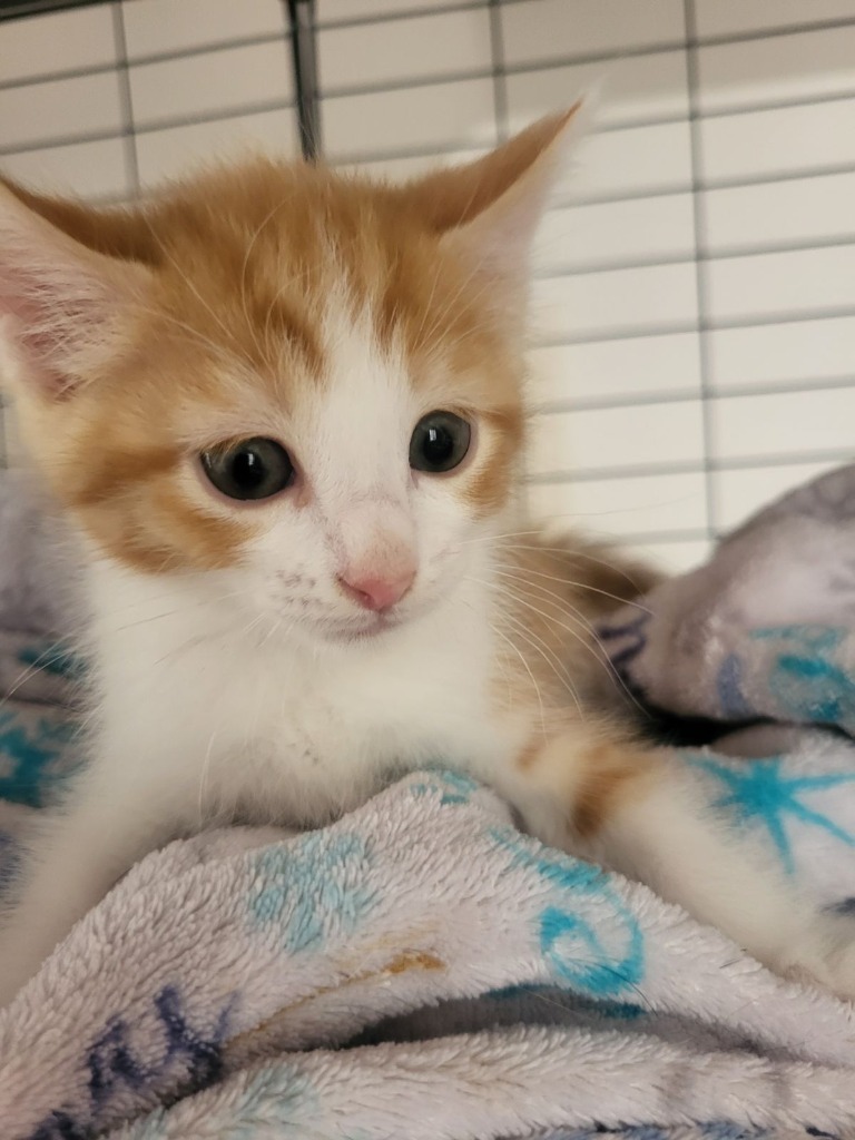 Dreamsicle, an adoptable Domestic Short Hair in Midland, TX, 79707 | Photo Image 2