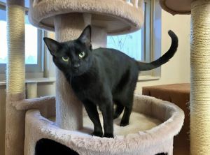 Valentino, Adult Male Domestic Short Hair