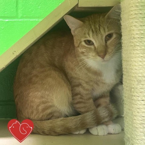 Peter Pettigrew, an adoptable American Shorthair in Cheyenne, WY, 82007 | Photo Image 1