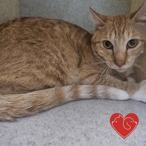 Peter Pettigrew, an adoptable American Shorthair in Cheyenne, WY, 82007 | Photo Image 2