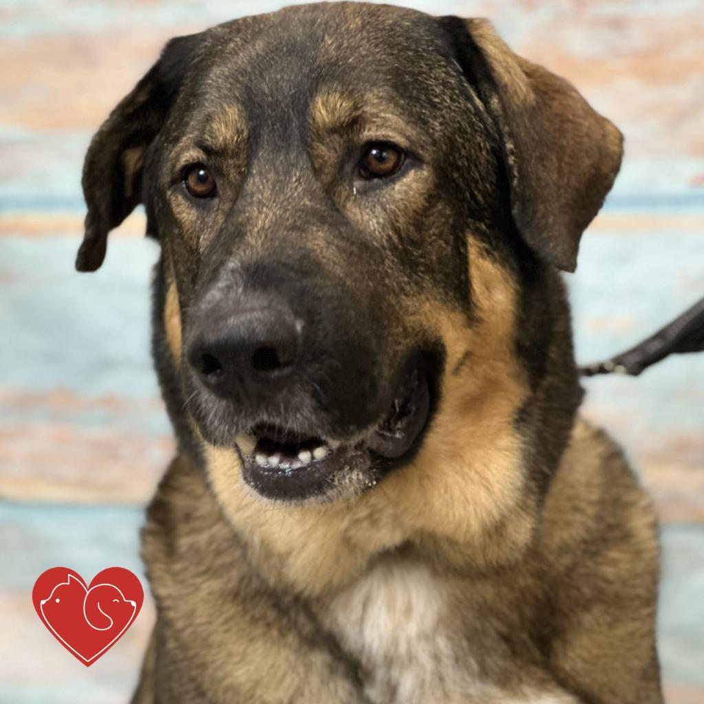 Titan, an adoptable Mixed Breed in Cheyenne, WY, 82007 | Photo Image 1