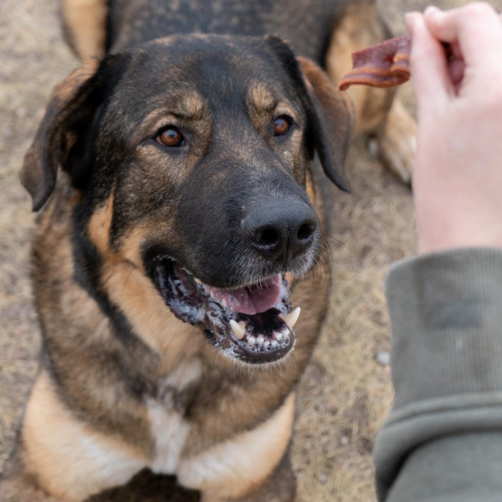 Titan, an adoptable Mixed Breed in Cheyenne, WY, 82007 | Photo Image 2