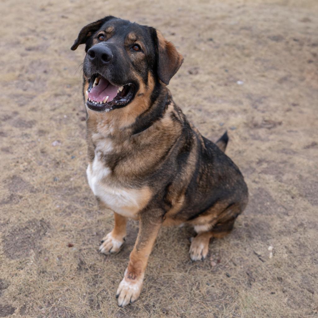 Titan, an adoptable Mixed Breed in Cheyenne, WY, 82007 | Photo Image 3