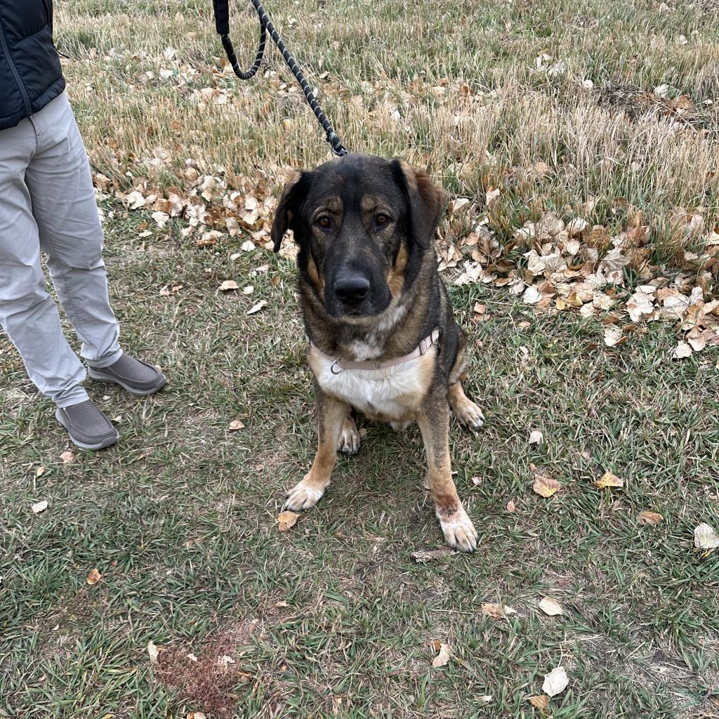 Titan, an adoptable Mixed Breed in Cheyenne, WY, 82007 | Photo Image 4