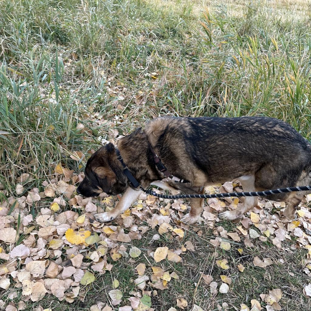 Titan, an adoptable Mixed Breed in Cheyenne, WY, 82007 | Photo Image 5