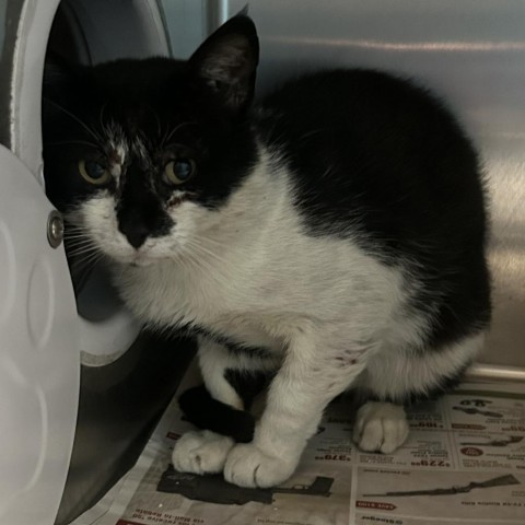 Sebastian, an adoptable Domestic Short Hair in Cheyenne, WY, 82007 | Photo Image 2