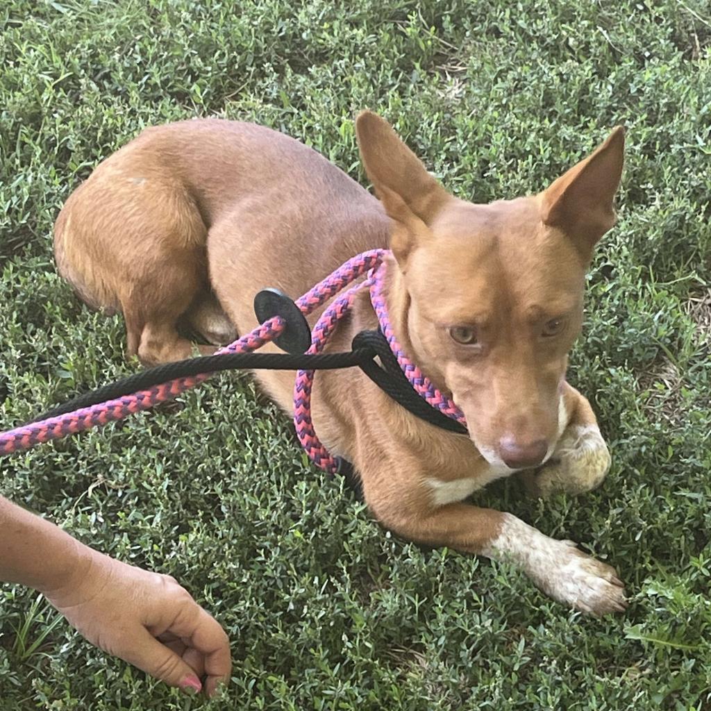 Bowlin, an adoptable Corgi, Chihuahua in Wichita, KS, 67278 | Photo Image 1