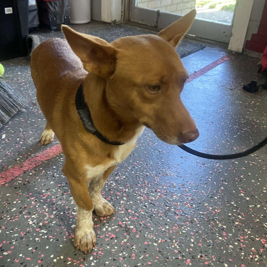 Bowlin, an adoptable Corgi, Chihuahua in Wichita, KS, 67278 | Photo Image 2