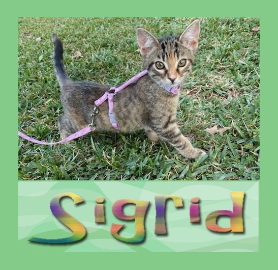 Sigrid 1