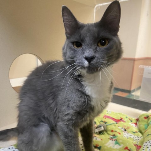 Avenir, an adoptable Domestic Short Hair in Reno, NV, 89502 | Photo Image 1