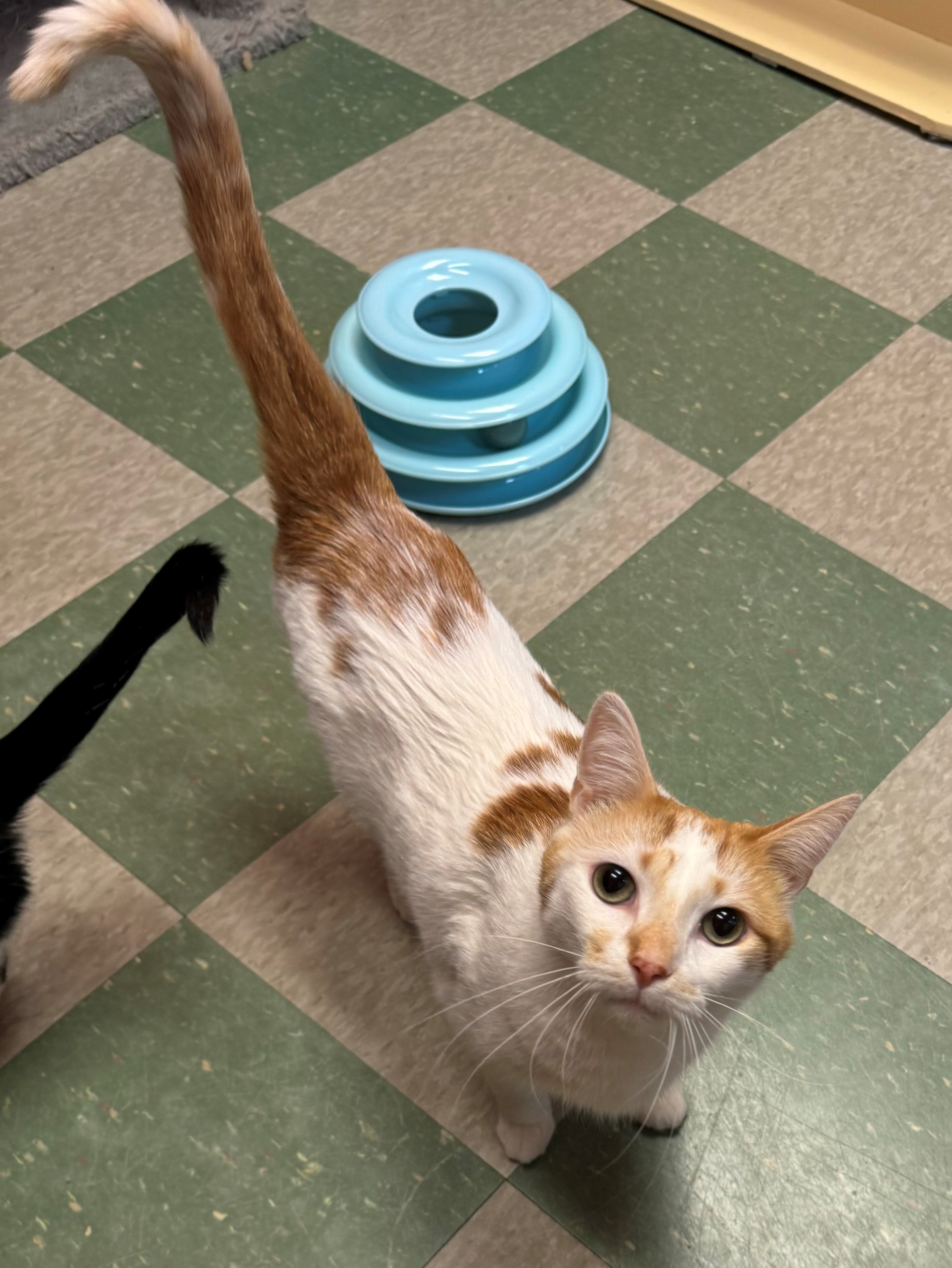 Cleveland, an adoptable Domestic Short Hair in Willmar, MN, 56201 | Photo Image 1