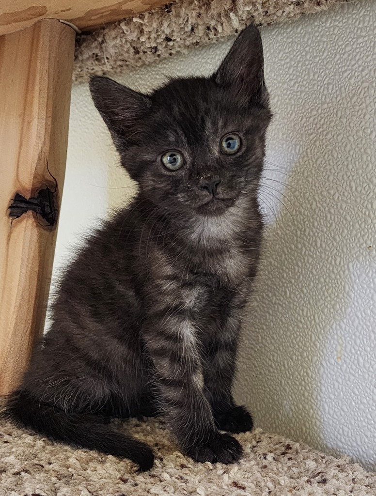 Sorrel, an adoptable Domestic Short Hair in Gold Beach, OR, 97444 | Photo Image 1