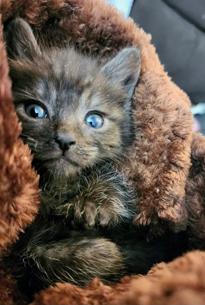 Sorrel, an adoptable Domestic Short Hair in Gold Beach, OR, 97444 | Photo Image 3