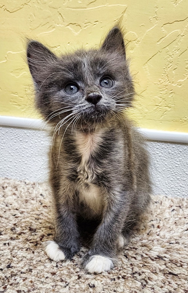 Goji, an adoptable Domestic Short Hair in Gold Beach, OR, 97444 | Photo Image 1