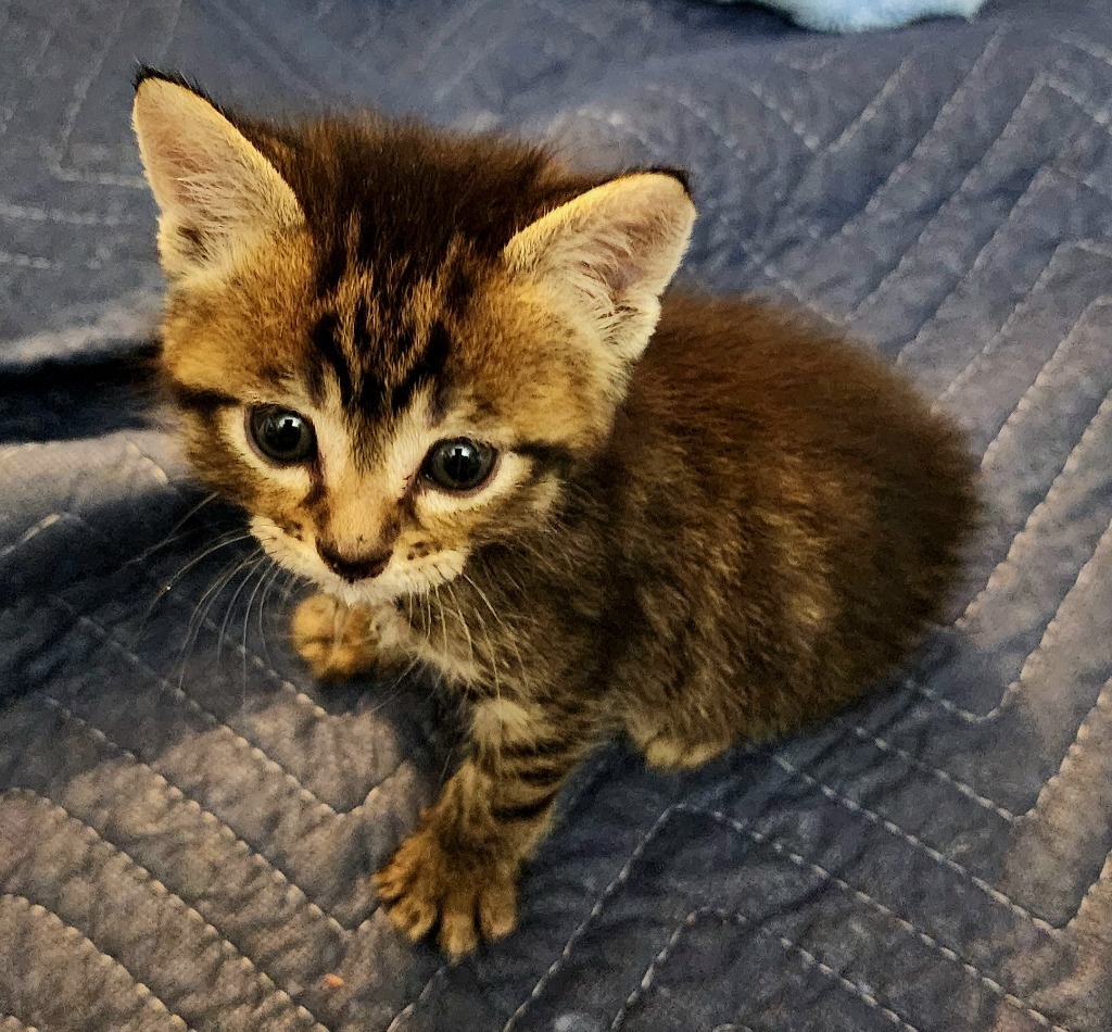 Potato, an adoptable Domestic Short Hair in Gold Beach, OR, 97444 | Photo Image 1