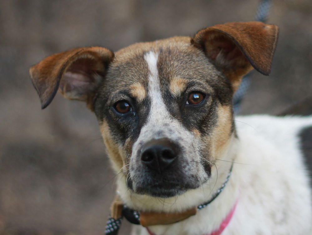 Millie - MEET ME 12/7/24 & ADOPT ME FOR FREE!