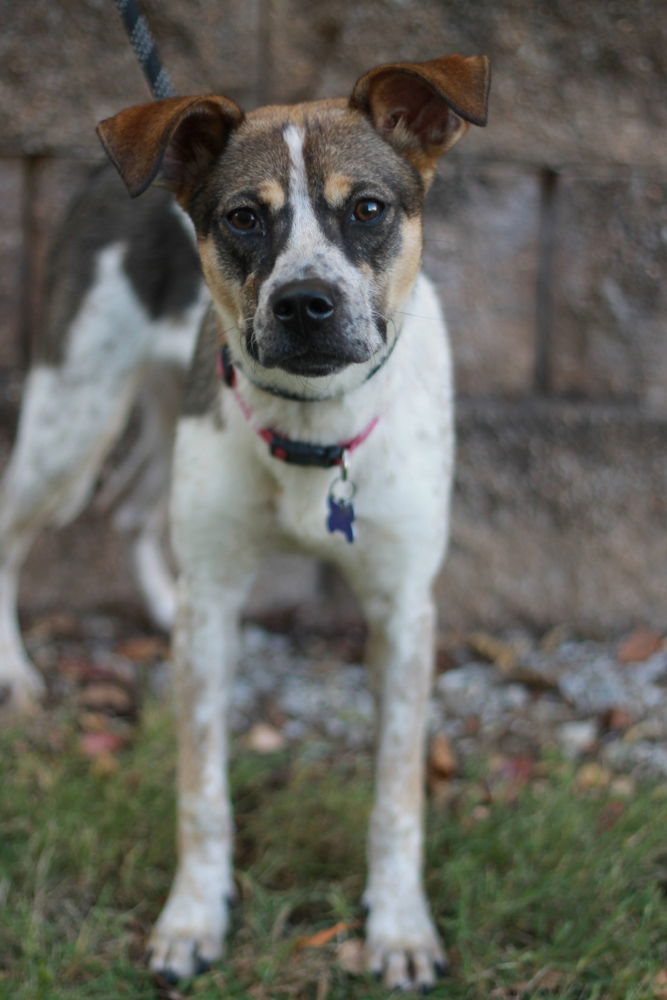 Millie - MEET ME 12/7/24 & ADOPT ME FOR FREE!