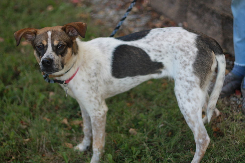 Millie - MEET ME 12/7/24 & ADOPT ME FOR FREE!