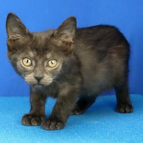 Flounder - 090617S, an adoptable Domestic Short Hair in Tupelo, MS, 38801 | Photo Image 1