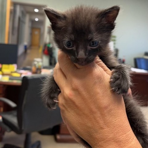 Flounder - 090617S, an adoptable Domestic Short Hair in Tupelo, MS, 38801 | Photo Image 2