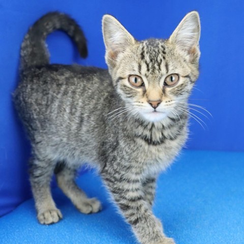 Tabitha - 090614S, an adoptable Domestic Short Hair in Tupelo, MS, 38801 | Photo Image 1