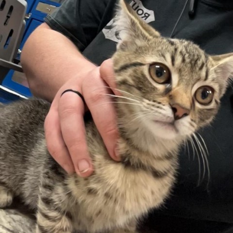 Tabitha - 090614S, an adoptable Domestic Short Hair in Tupelo, MS, 38801 | Photo Image 2