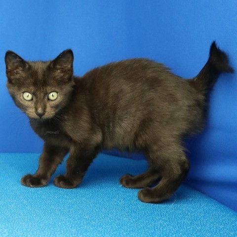 Triton - 0990616S, an adoptable Domestic Short Hair in Tupelo, MS, 38801 | Photo Image 1