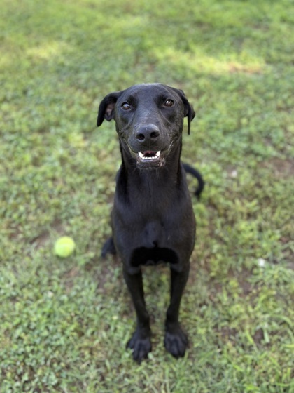 Finley