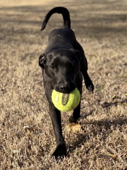 Finley