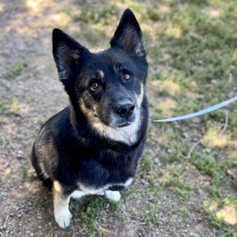 Birdie, an adoptable Shepherd in Glenwood Springs, CO, 81601 | Photo Image 1