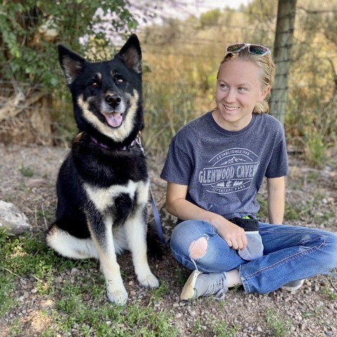 Birdie, an adoptable Shepherd in Glenwood Springs, CO, 81601 | Photo Image 2