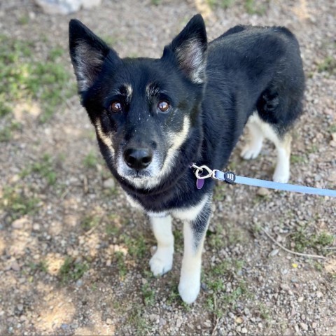 Birdie, an adoptable Shepherd in Glenwood Springs, CO, 81601 | Photo Image 3