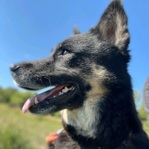 Birdie, an adoptable Shepherd in Glenwood Springs, CO, 81601 | Photo Image 5