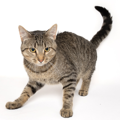 George, an adoptable Domestic Short Hair in Caldwell, ID, 83607 | Photo Image 1