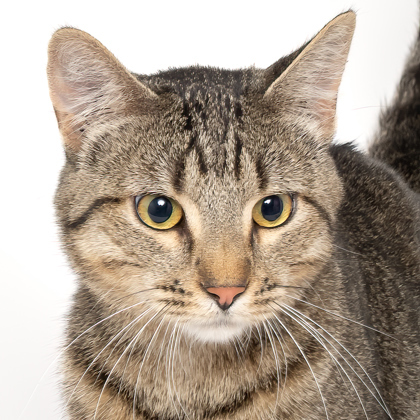 George, an adoptable Domestic Short Hair in Caldwell, ID, 83607 | Photo Image 2