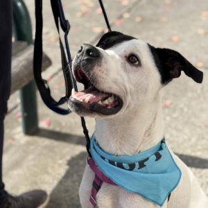 Stabler, Adult Male Mixed Breed