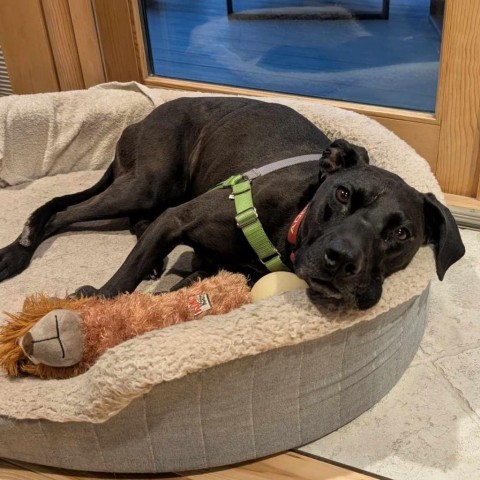 Siren, an adoptable Labrador Retriever, Mixed Breed in Bend, OR, 97702 | Photo Image 1