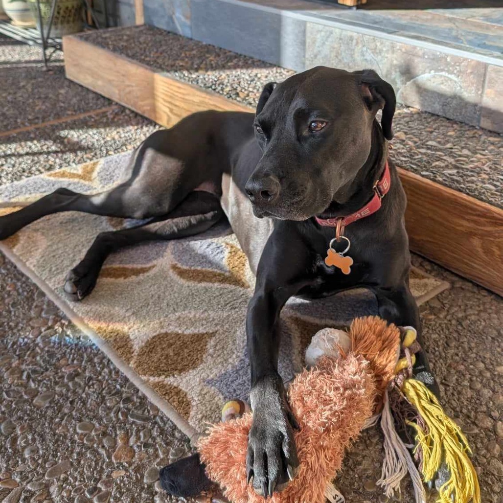 Siren, an adoptable Labrador Retriever, Mixed Breed in Bend, OR, 97702 | Photo Image 1