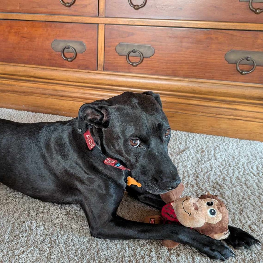 Sirena, an adoptable Labrador Retriever, Mixed Breed in Bend, OR, 97702 | Photo Image 1