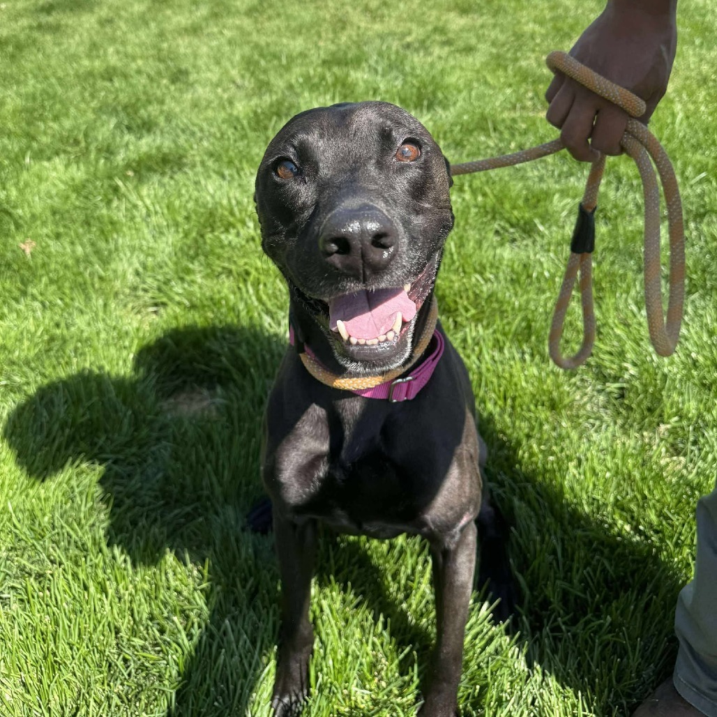 Sirena, an adoptable Labrador Retriever, Mixed Breed in Bend, OR, 97702 | Photo Image 1