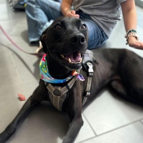 Siren, an adoptable Labrador Retriever, Mixed Breed in Bend, OR, 97702 | Photo Image 2