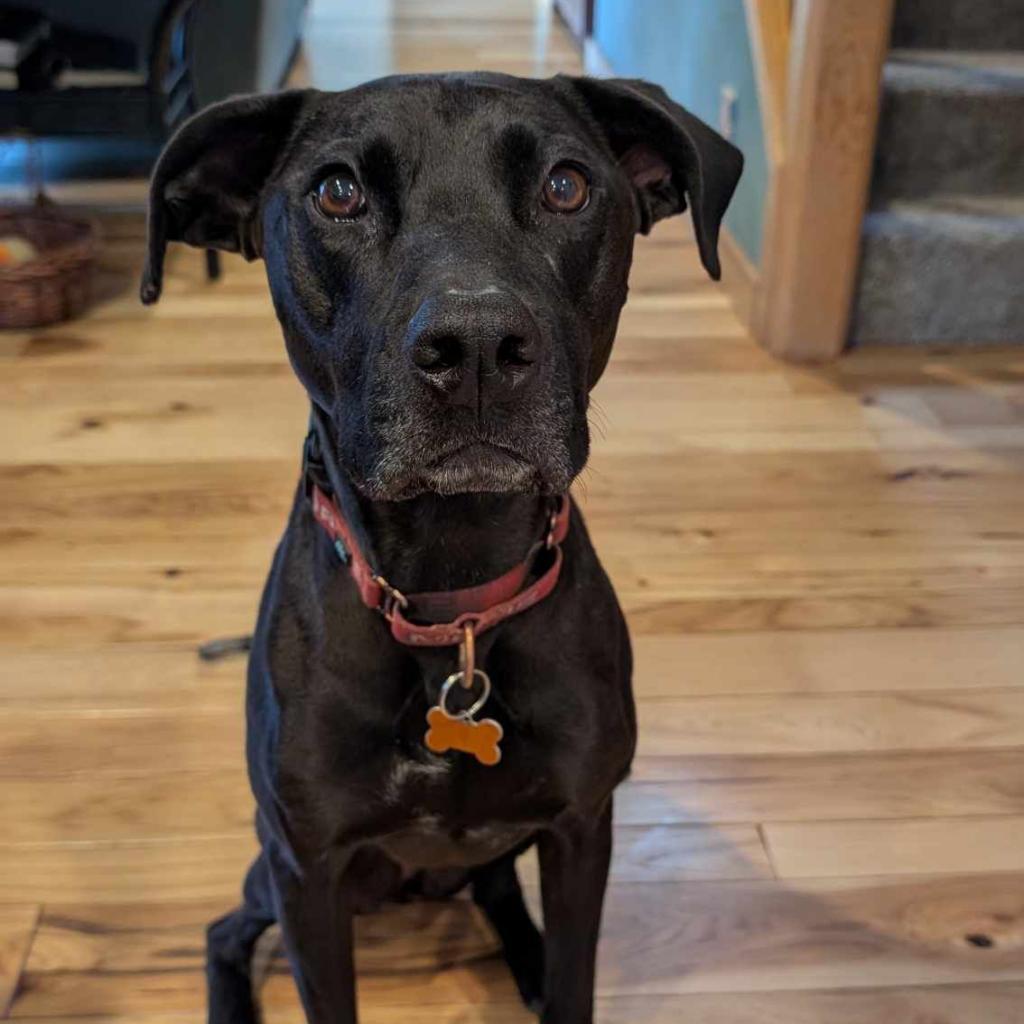 Siren, an adoptable Labrador Retriever, Mixed Breed in Bend, OR, 97702 | Photo Image 2