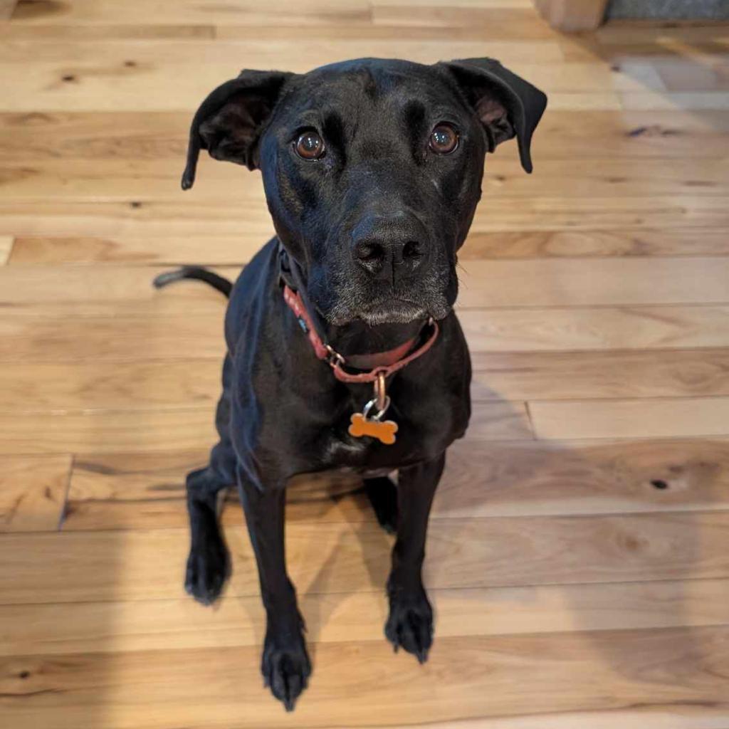 Sirena, an adoptable Labrador Retriever, Mixed Breed in Bend, OR, 97702 | Photo Image 2